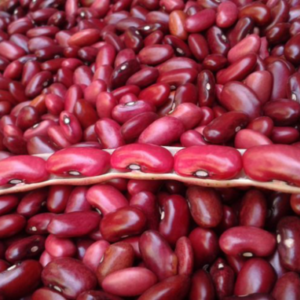 Haricot rouge