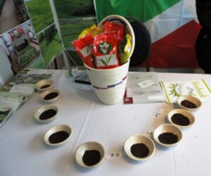 Thé du Burundi